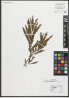 Foto von Salix purpurea L.